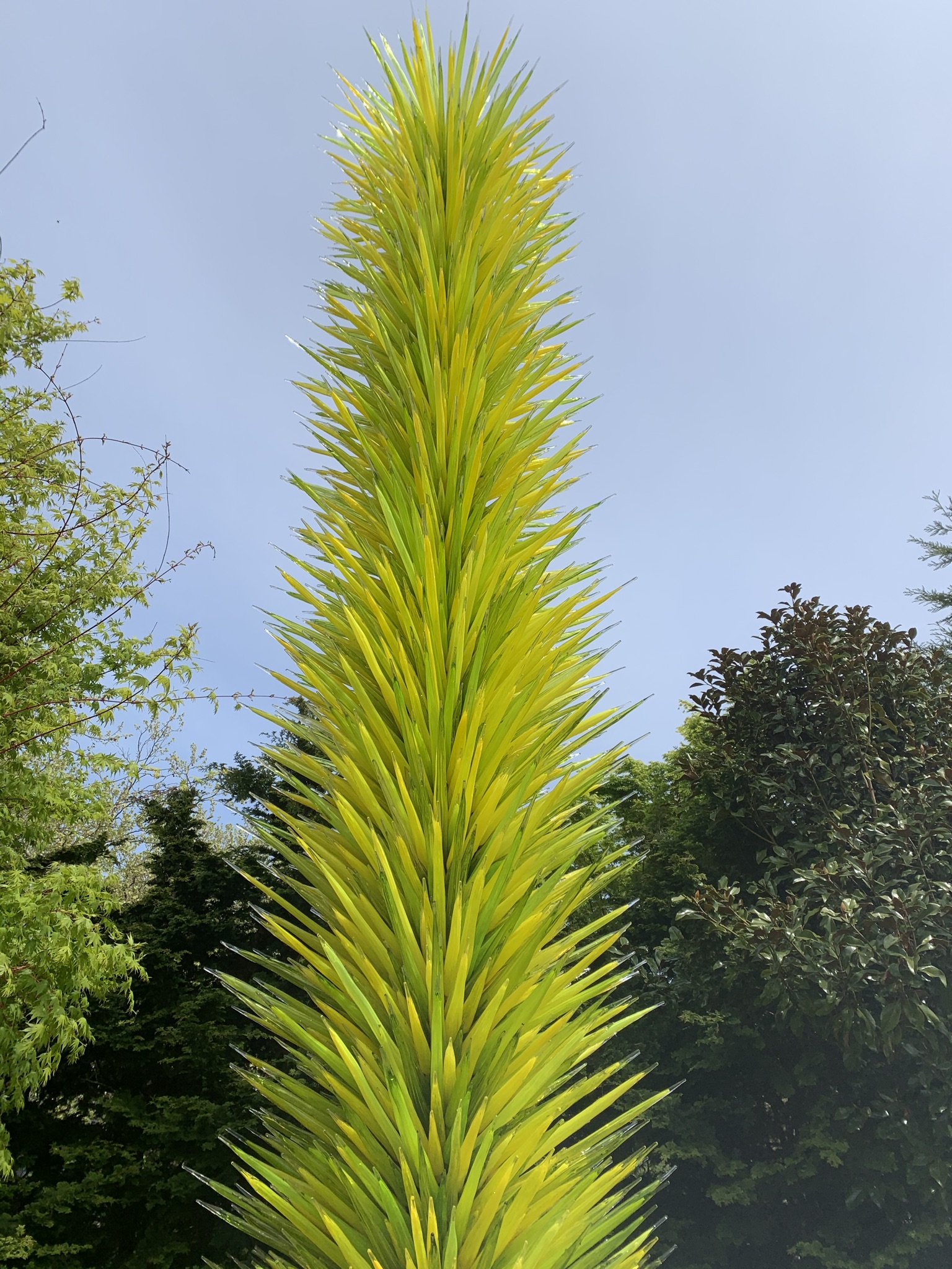 Tall bush