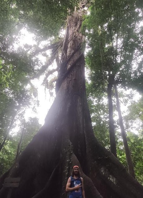 Big ol tree