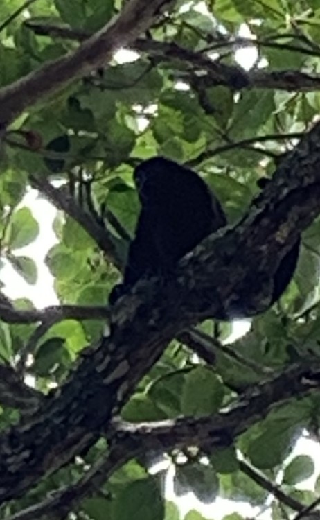 Howler monkey