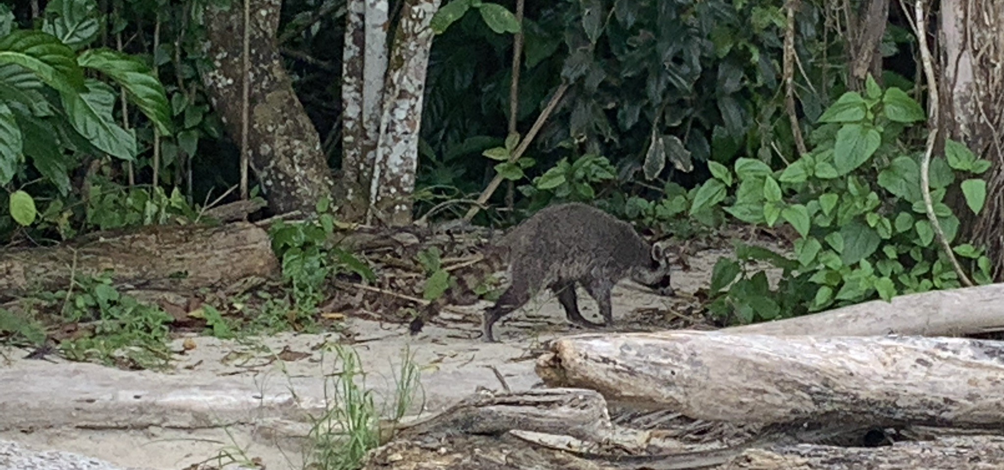 Varmint!