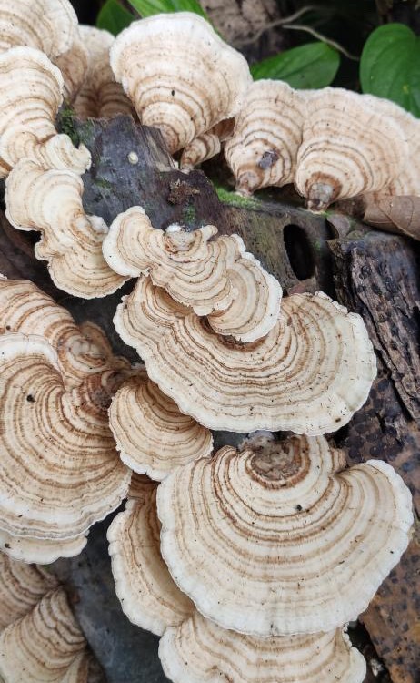 Shrooms