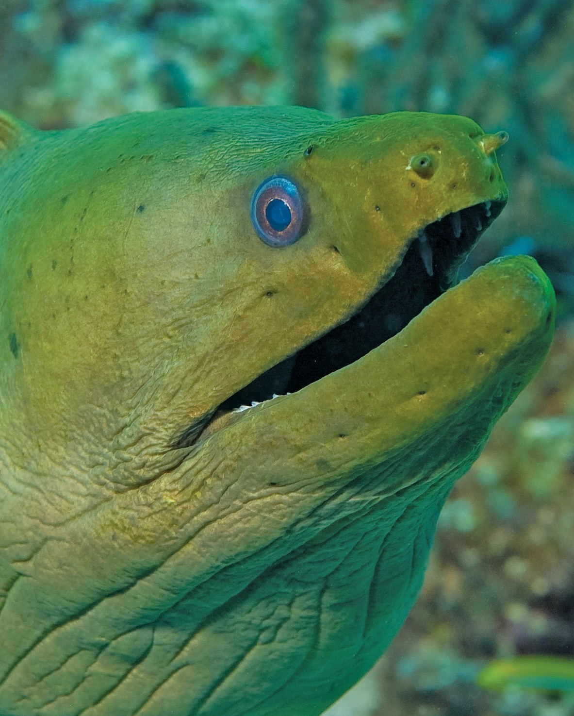 Dive eel