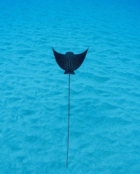 Dive ray