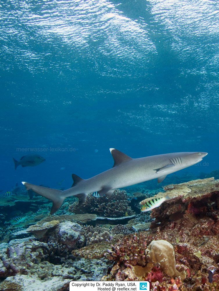 Dive shark