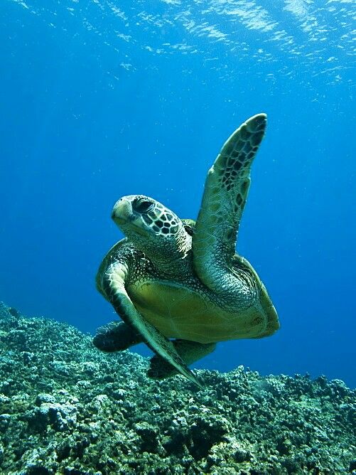 Dive tortuga