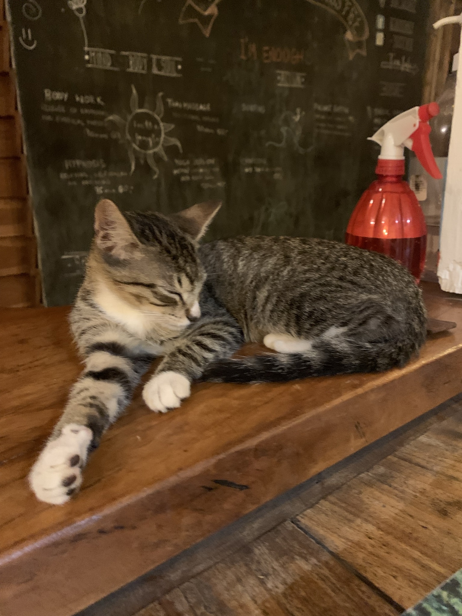 Cat 1