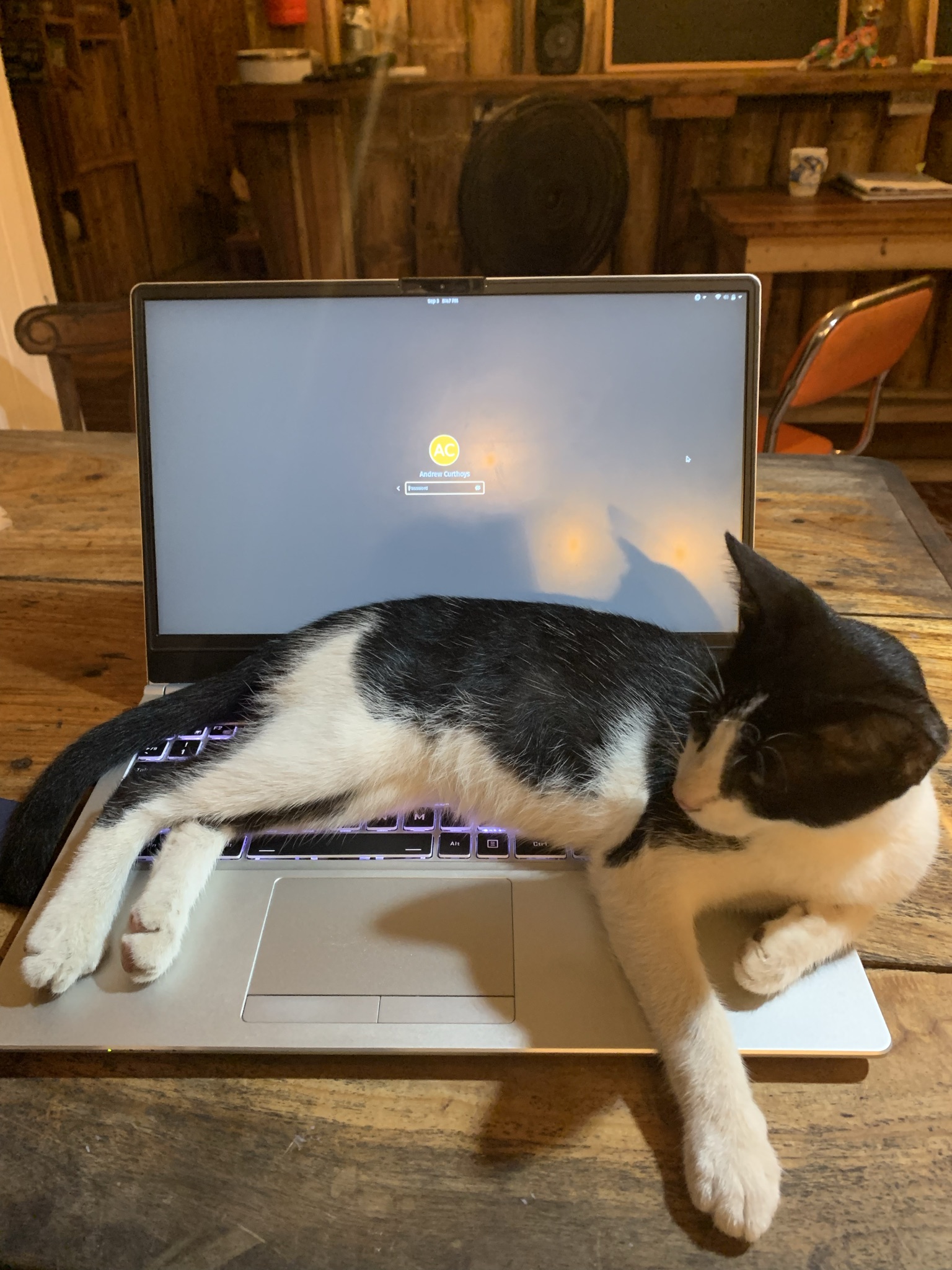 Cat 2