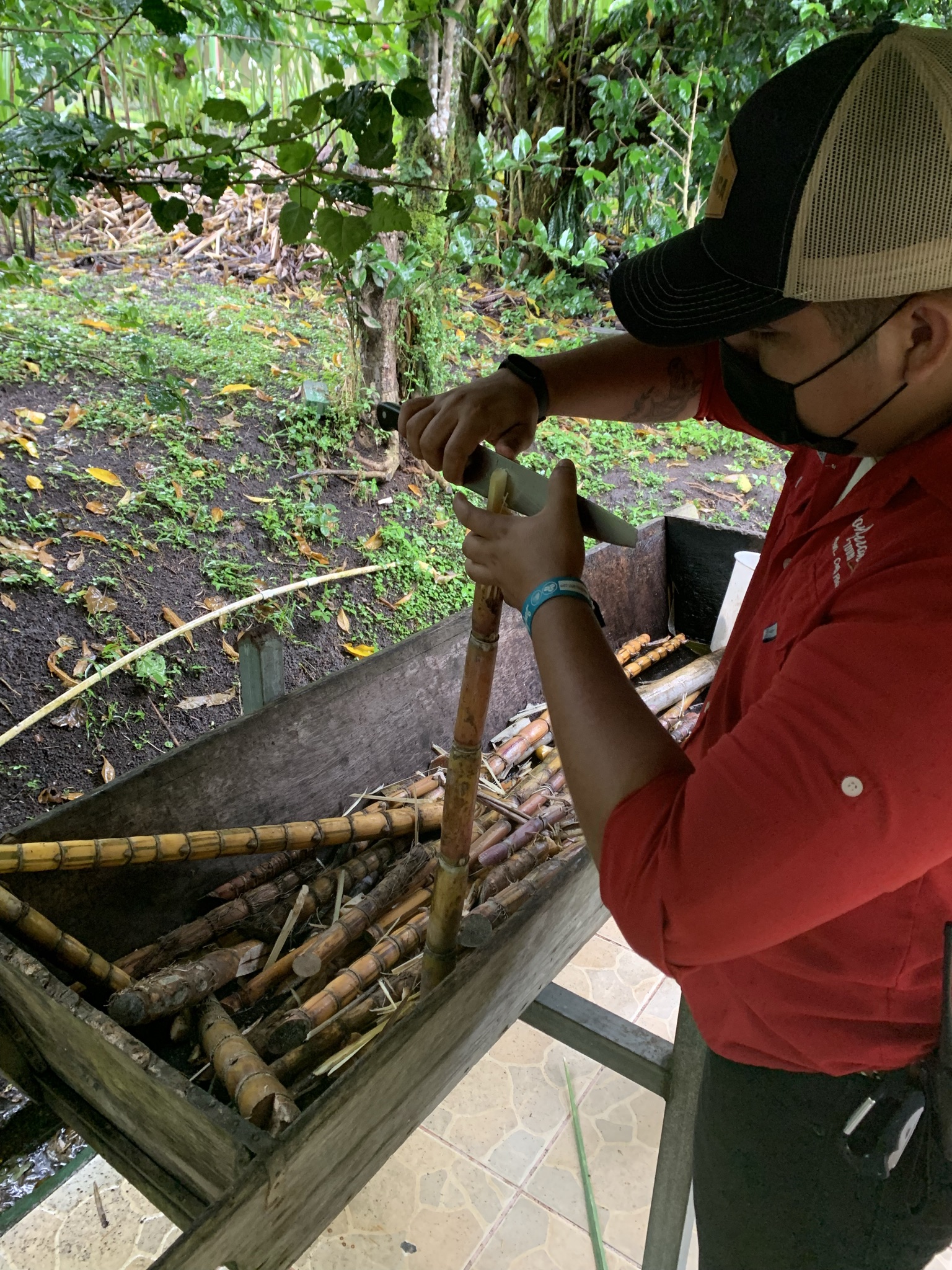 Sugar cane 1