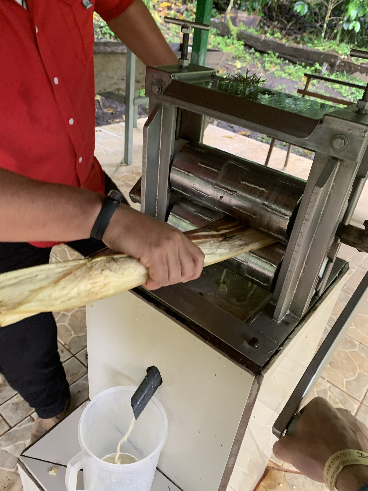 Sugar cane 2