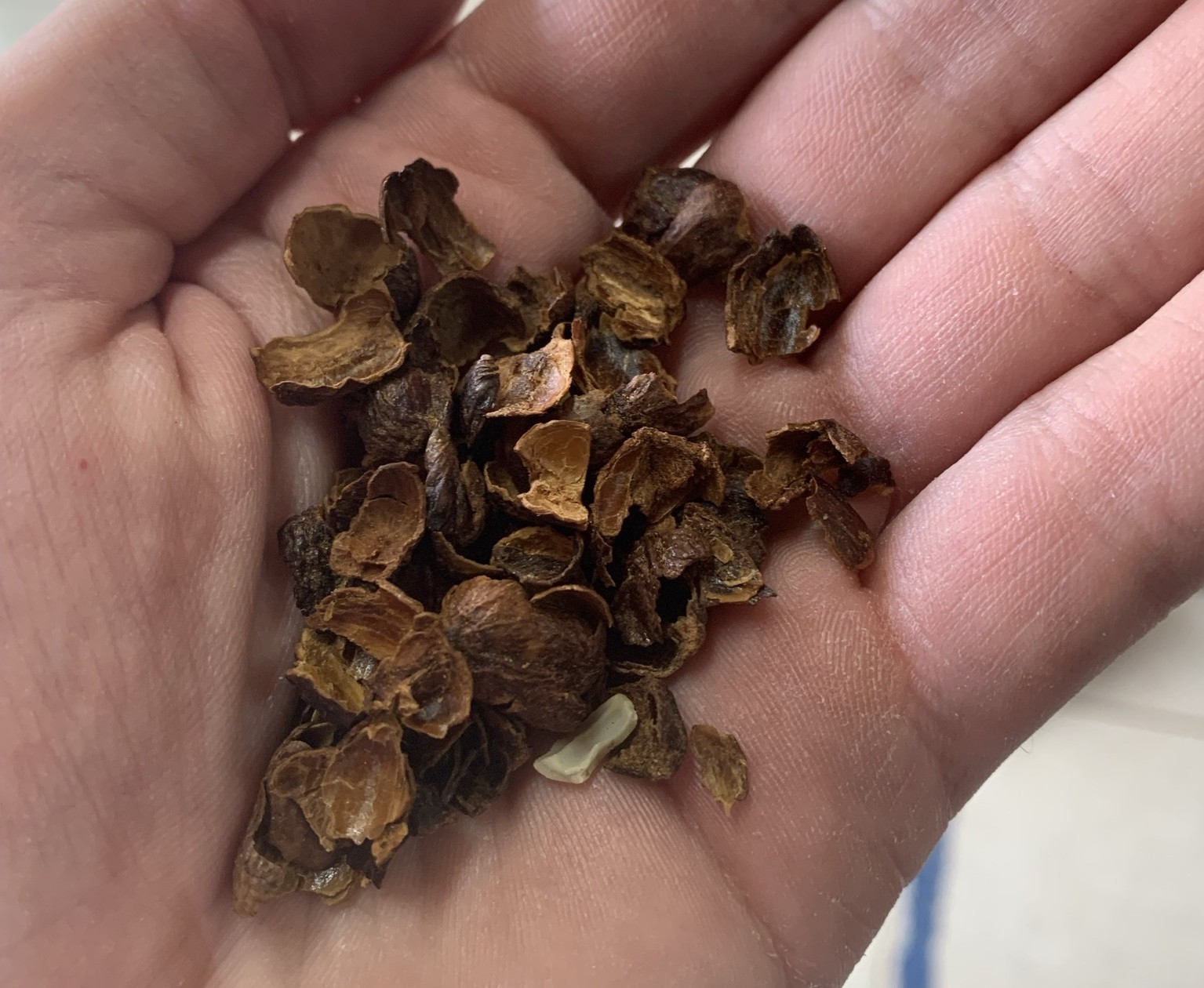 Cascara