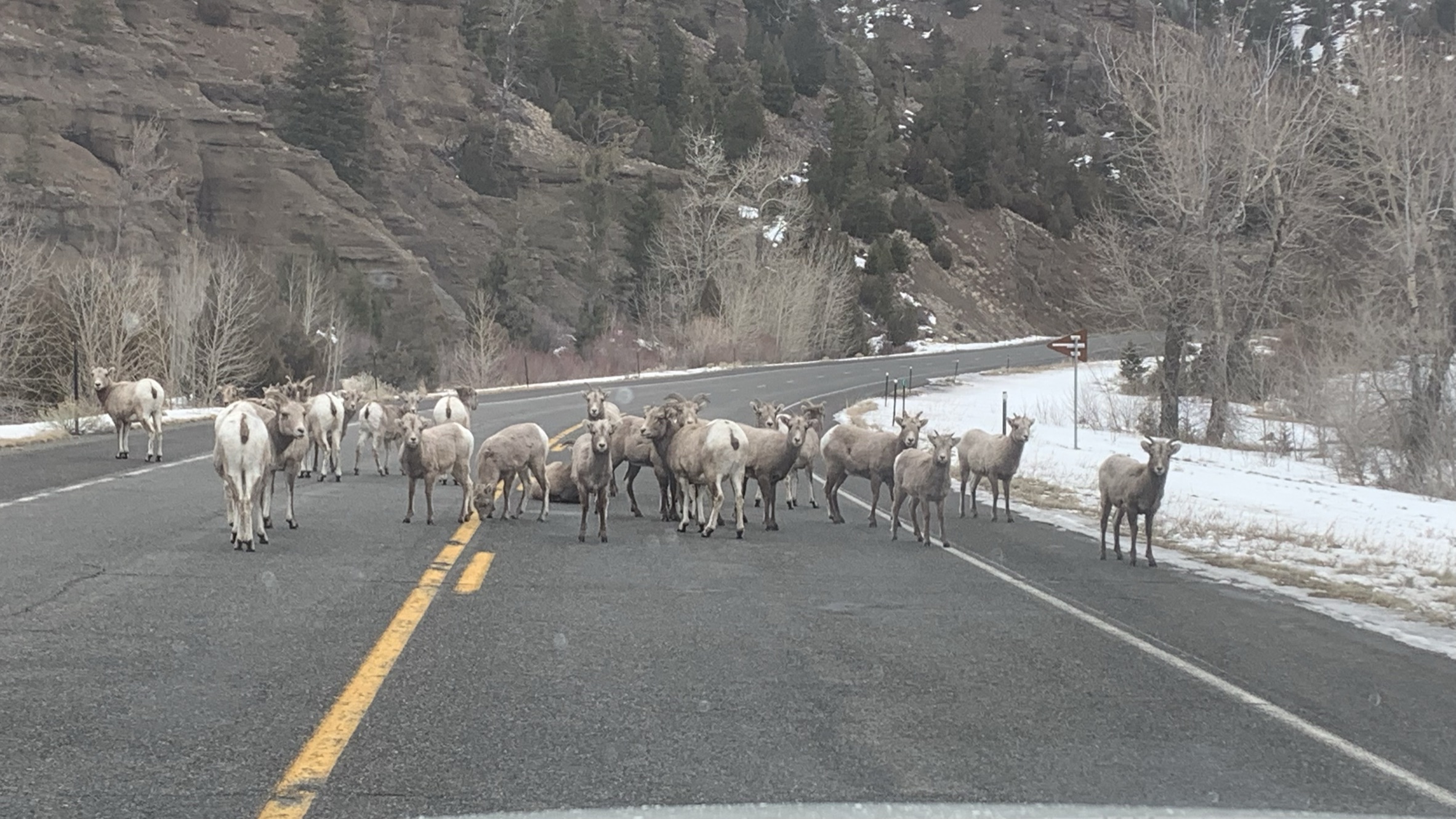 Goats!!