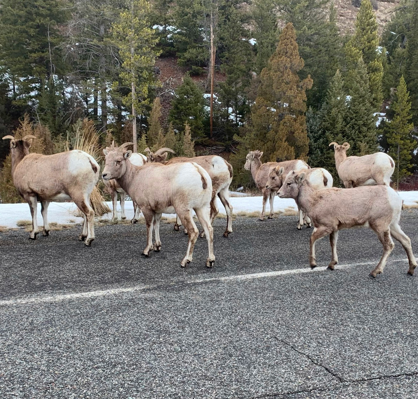 Goats!!