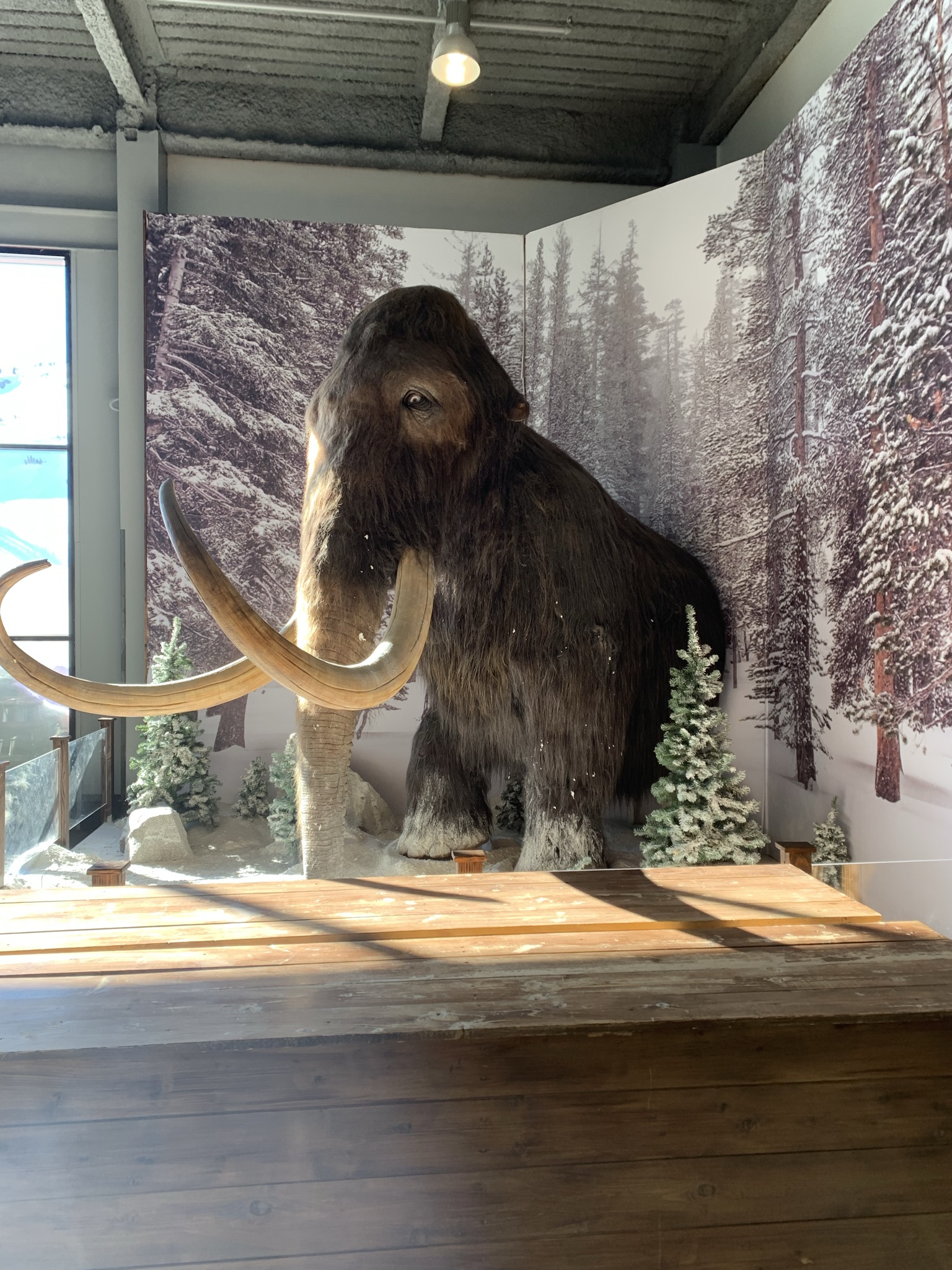 Mammoth