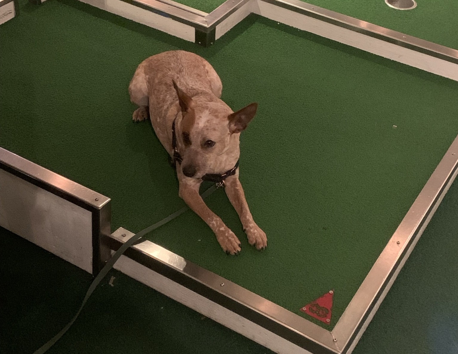 Copper the dog