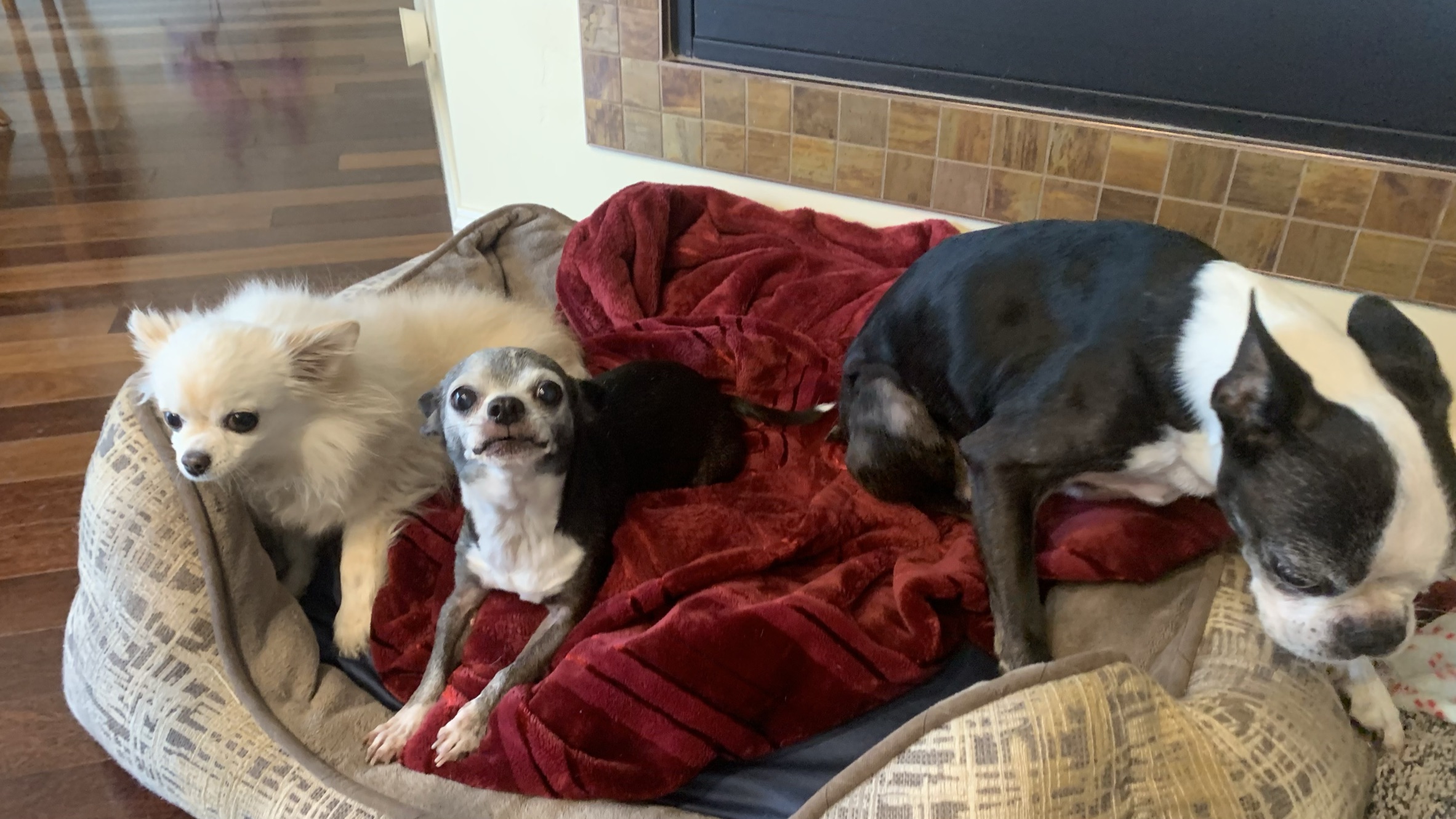 Dogs