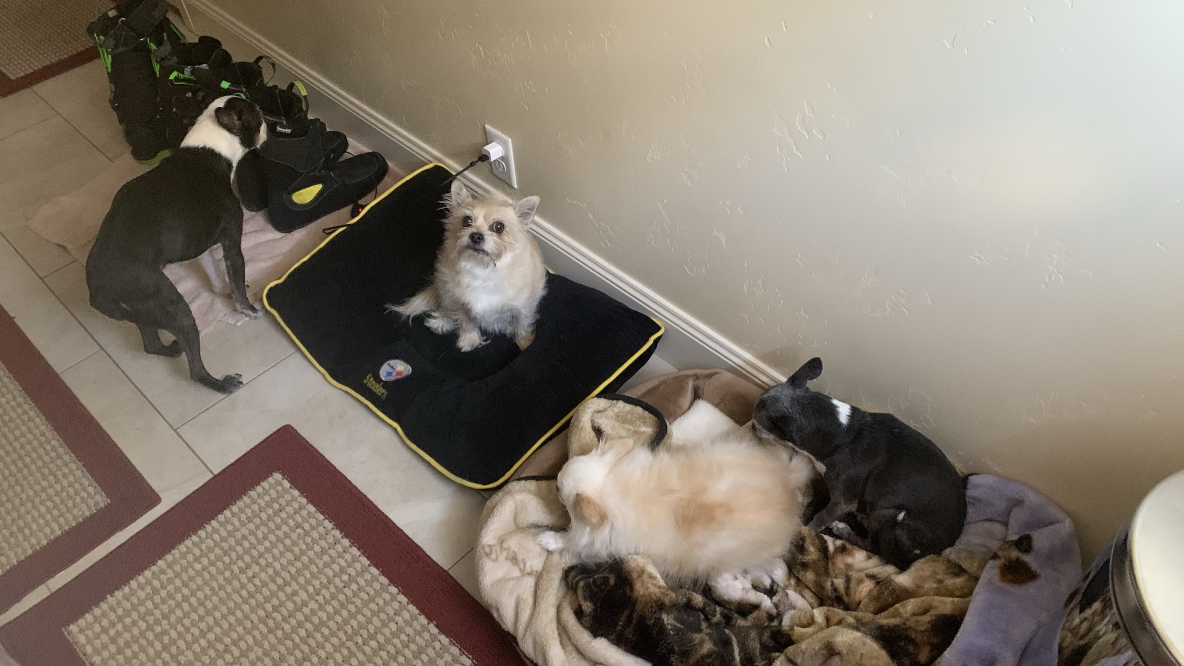 Dogs