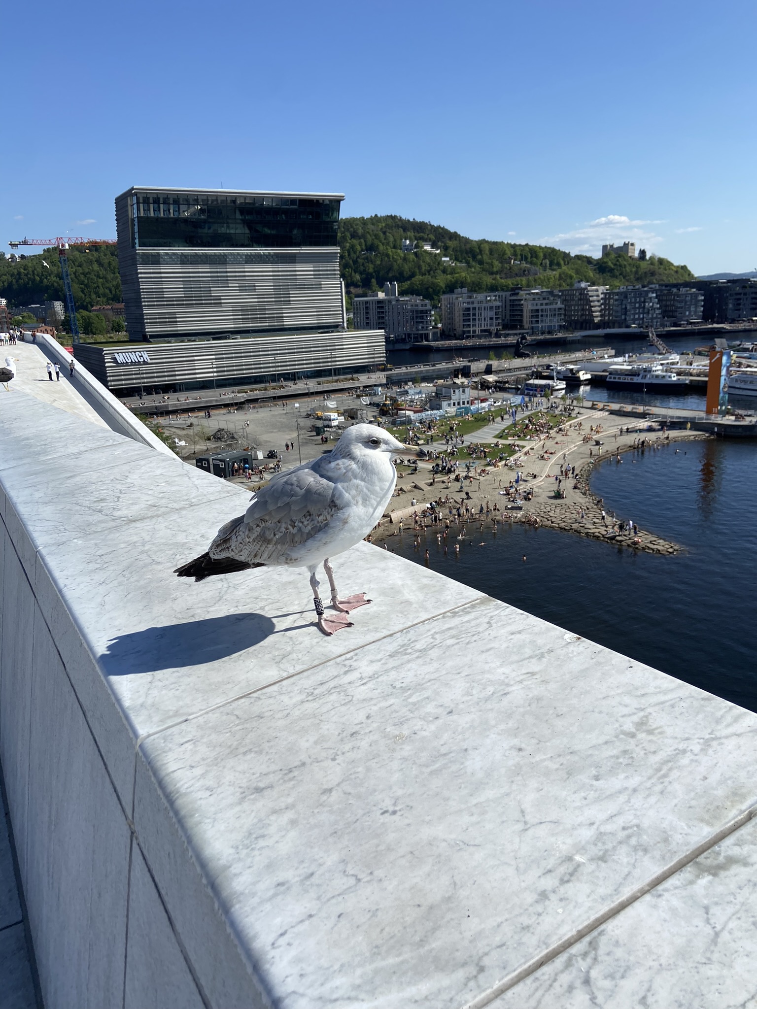 Opera rooftop
